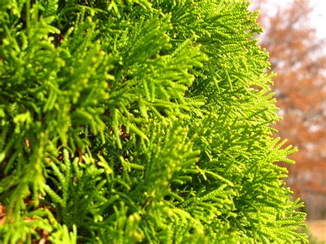 Emerald Green Arborvitae | Shrubs & Trees | Pinterest | Emerald Green ...