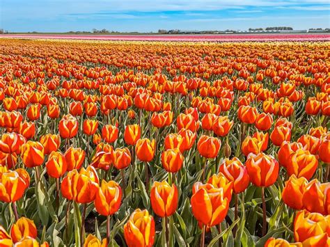 9 Things to Know When Visiting the Tulip Fields in the Netherlands ...