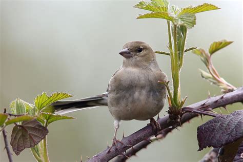 Chaffinch