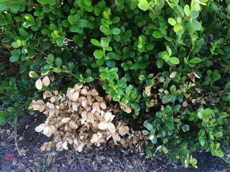 Why are my Boxwood Shrubs Turning Yellow? Boxwood Blight? - Passionate Gardeners