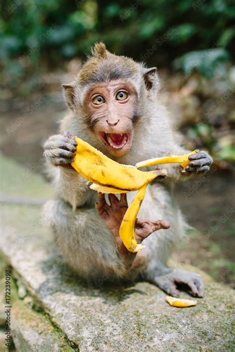 Expressive Monkey Eating Banana Stock Photo | Adobe Stock