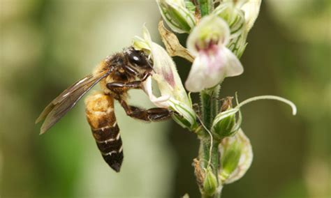 giant honey bee - Apis dorsata