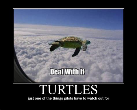 Inspirational Quotes About Turtles. QuotesGram