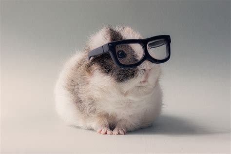 37 Gambar Hamster Lucu Imut yang Akan Bikin Kamu Senyum-senyum Sendiri - Satu Jam