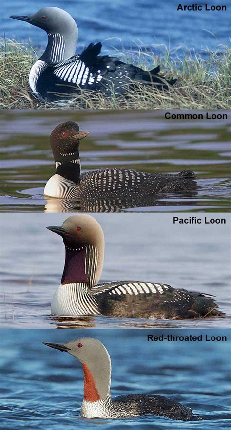 Birdzilla Center for Bird Identification - Loons Category | Birdzilla ...