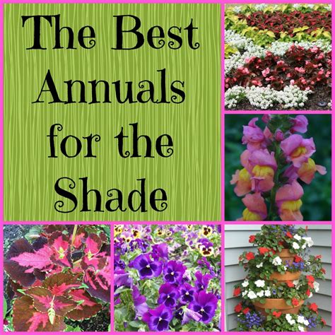 Gardening in the Shade: 9 Annual Flowers for Shady Areas - Dengarden