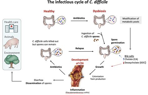 Bruno Dupuy - Pathogenesis of Bacterial Anaerobes • Research - Institut Pasteur