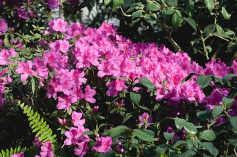 How to Plant Azalea? (Complete Growing & Care Tips)