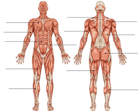 Muscles - Upper Body Diagram | Quizlet