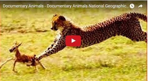 Documentary Animals - Documentary Animals National Geographic - Wild ...