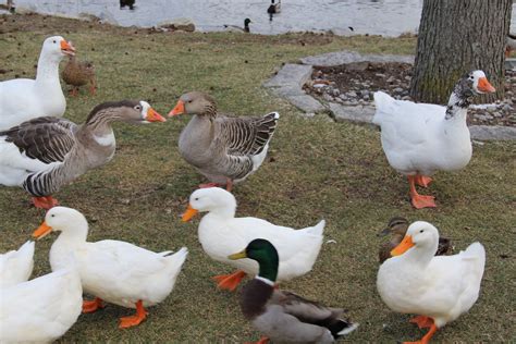 ducks and geese Jan. 2012