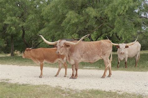 Texas longhorn cattle horns, simple tip to avoid a common mistake