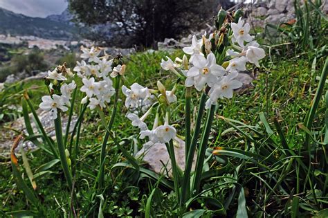 Narcissus papyraceus (Amaryllidaceae) image 141221 at PhytoImages.siu.edu