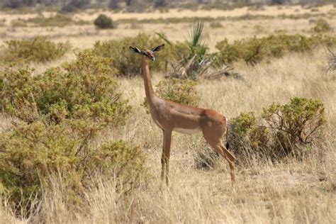 Wildlife in Kenya | Discover Africa