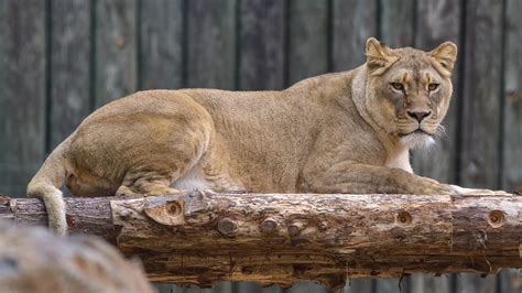 Lion Live Cam | The Maryland Zoo