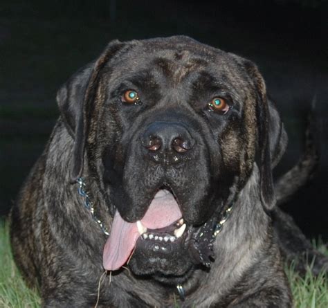 Mountain Top Mastiffs | Mastiff Breeder | Springville, Alabama