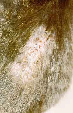 What Does a Flea Bite Look Like? | PetCareRx