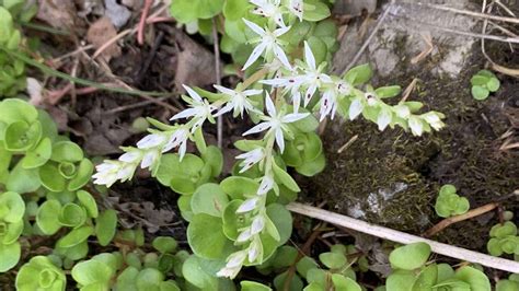 How to Plant, Grow, and Care for Stonecrop (Sedum)