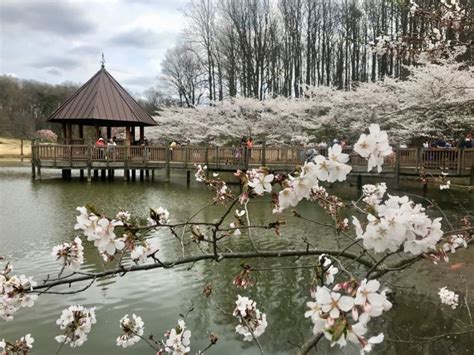 Visit Meadowlark Botanical Gardens for Year-round Beauty in Northern VA