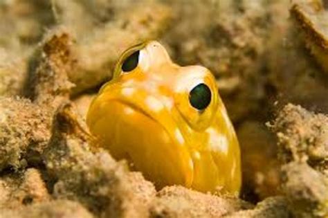 Top 10 Weirdest Deep Sea Creatures | Owlcation