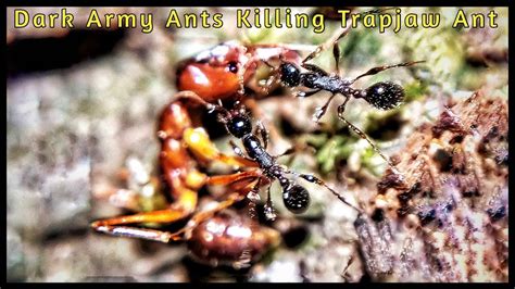 TRAP JAW ANT versus DARK ARMY ANTS - YouTube