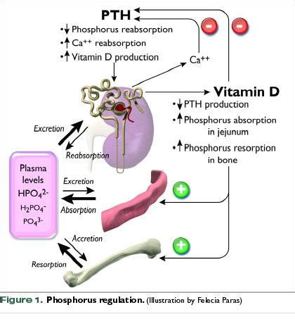 Symptoms of high phosphorus in cats