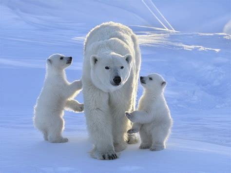 Polar Bear - Arctic Tundra