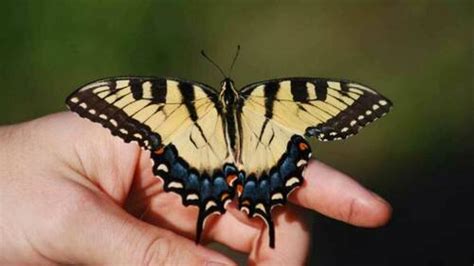 As climate changes, so could the genes of the Eastern tiger swallowtail ...