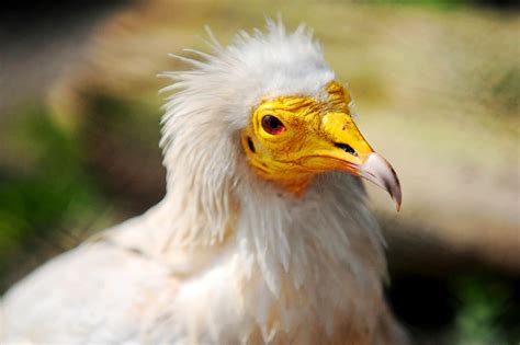 Pharaoh Chicken. Egyptian Vulture Photograph by Jenny Rainbow - Fine Art America