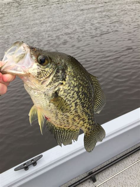 The Best Crappie Sportfishing in North America