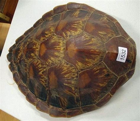 Vintage Turtle Shell Collectible - Natural History - Industry Science ...