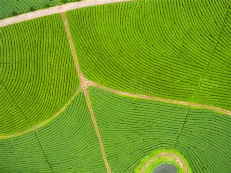 Aerial View of Tea Plantation Stock Photo - Image of field, agricultural: 167043920