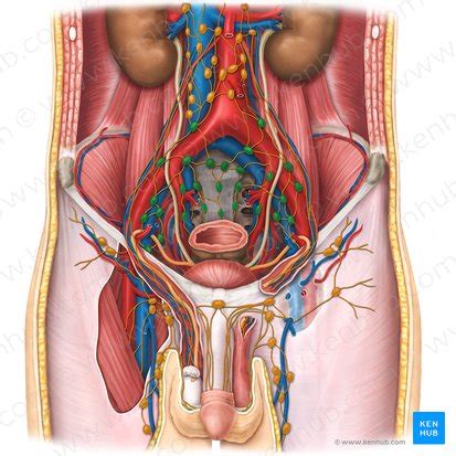 Anatomy of pelvic lymph nodes and vessels | Kenhub