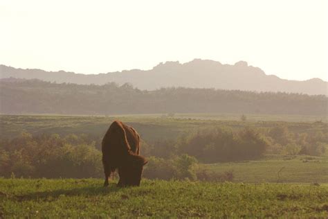 Wichita Mountains Buffalo Herd | Atlas Obscura