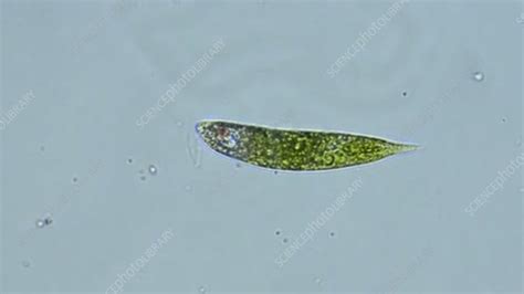 Elastic cristal port haine euglena under microscope blând naţionalism Locomotivă