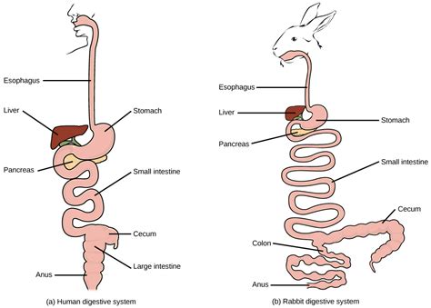 15.1 Digestive Systems – Concepts of Biology 1st Canadian Edition- Gunness