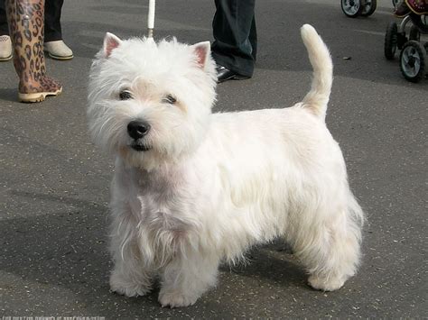 Pin by Eldora Gilchrist on Grooming westie | Westie dogs, Westie ...