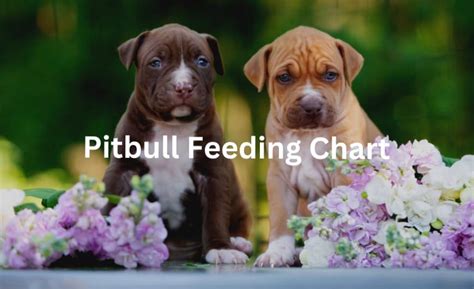 Pitbull Feeding Chart | How Much To Feed A Pitbull Puppy