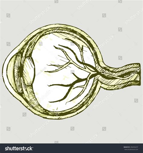 Human Eye Anatomy Vector Image Stock Vector (Royalty Free) 296456237 ...