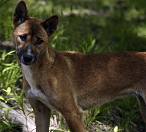 New Guinea Singing Dog | Flickr - Photo Sharing!