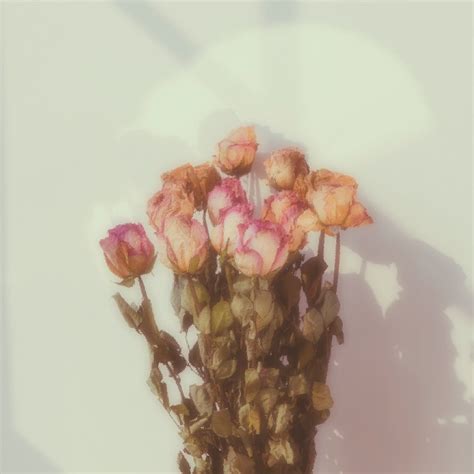 Bouquet of dried roses background | Premium Photo - rawpixel