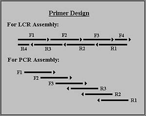 DNA Synthesis from Oligos - OpenWetWare