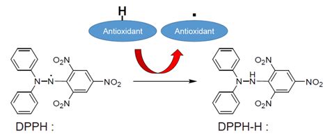 Antioxidant Ability Assay DPPH Antioxidant Assay Kit Dojindo