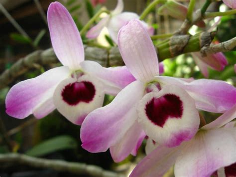 Dendrobium nobile - Noble Dendrobium | World of Flowering Plants