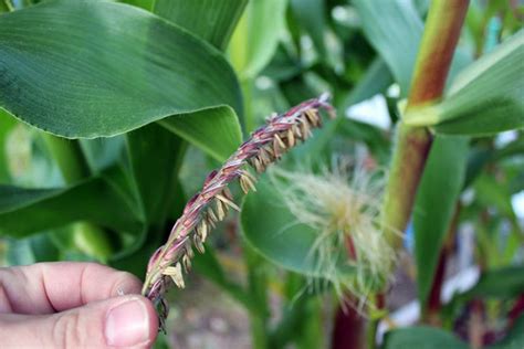 How to Hand Pollinate Corn | Gardener’s Path