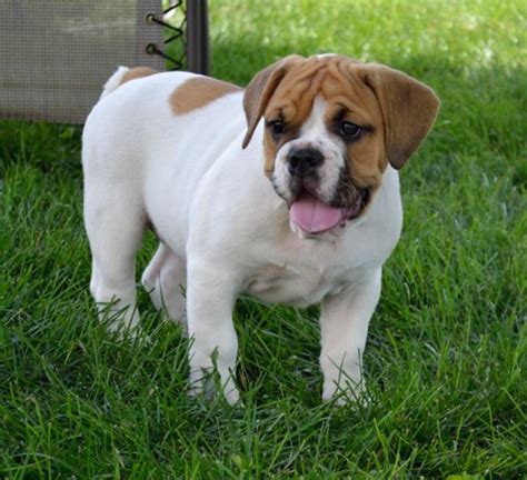 Beabull (Beagle X Bulldog Mix) Info, Temperament, Training, Puppies ...