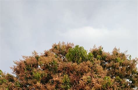 HOW TO TAKE CARE OF MANGO TREE FLOWERING