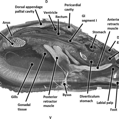 General anatomy of the blue mussel (Mytilus edulis) tissues. (a)... | Download Scientific Diagram