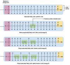 7.3 Triglycerides – Principles of Human Nutrition