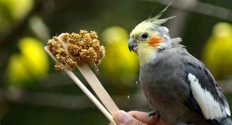 Best Cockatiel Food For Keeping Your Bird Healthy